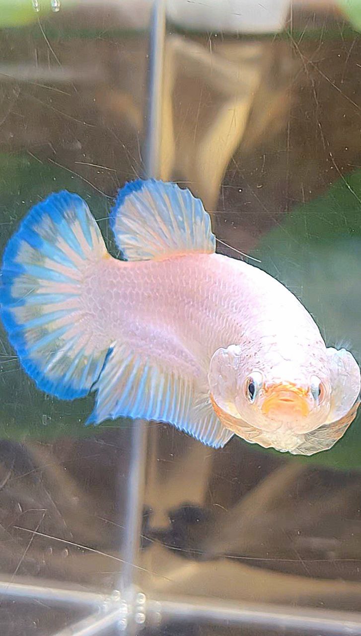 XL FEMALE PLAKAT WHITE FANCY BLUERIM BETTA FISH