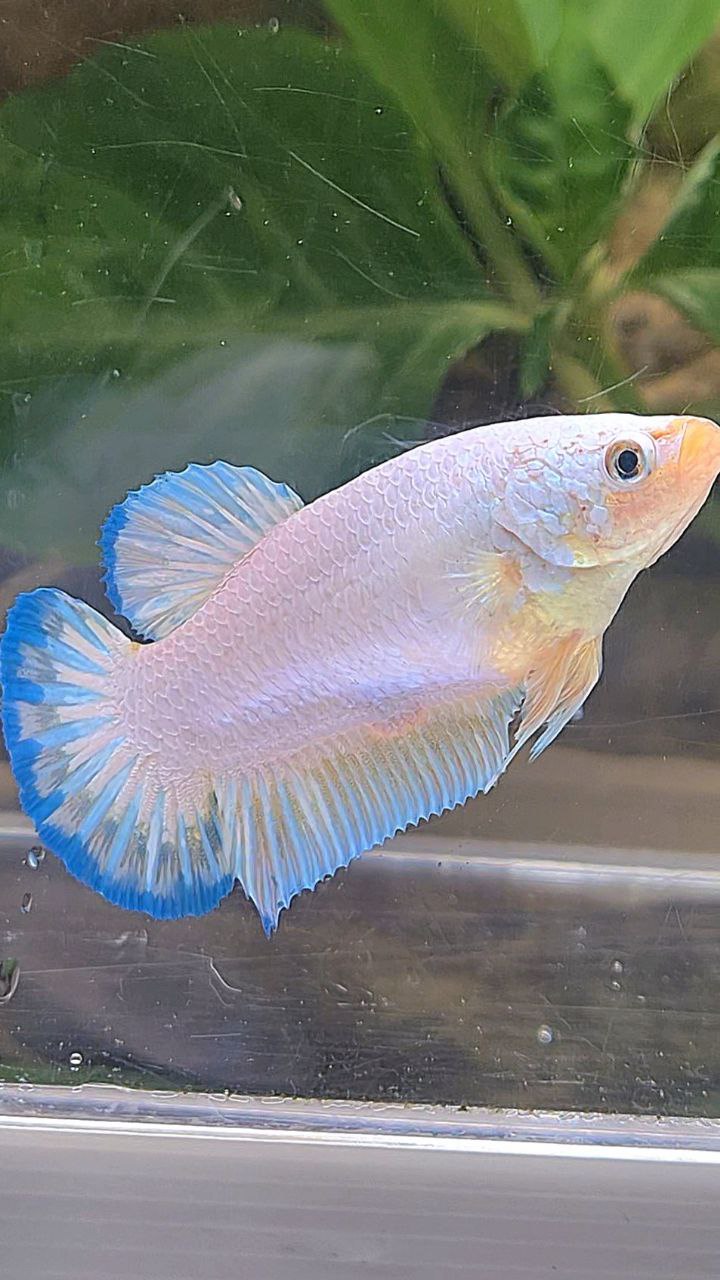 XL FEMALE PLAKAT WHITE FANCY BLUERIM BETTA FISH