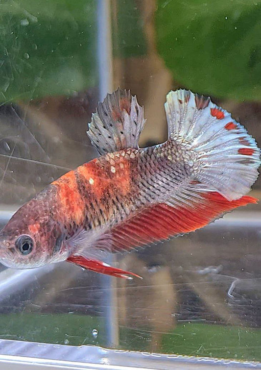 FEMALE PLAKAT RED KOI COPPER MULTICOLOR BETTA FISH
