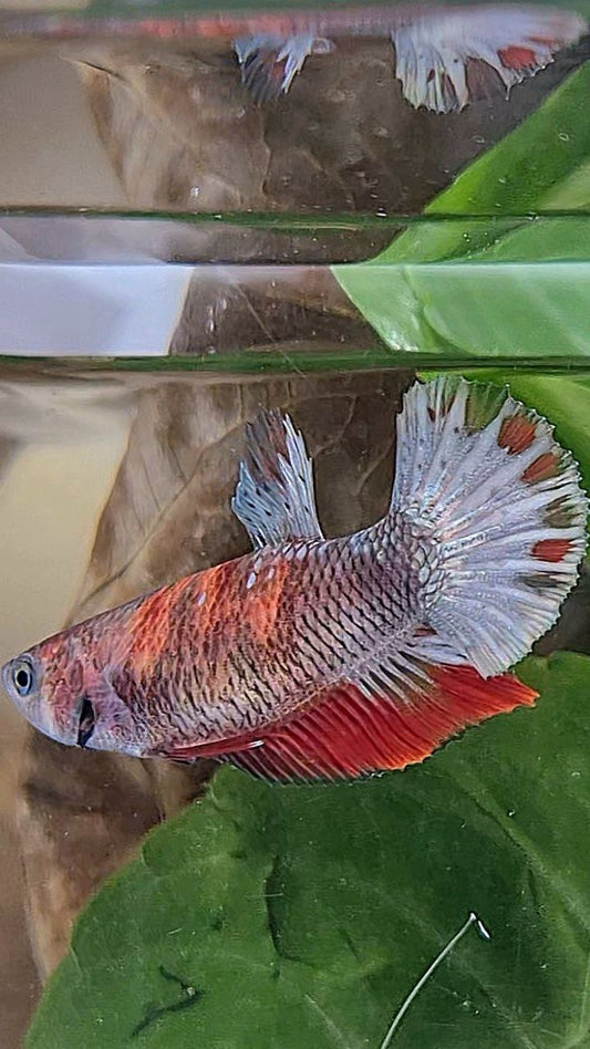 FEMALE PLAKAT RED KOI COPPER MULTICOLOR BETTA FISH