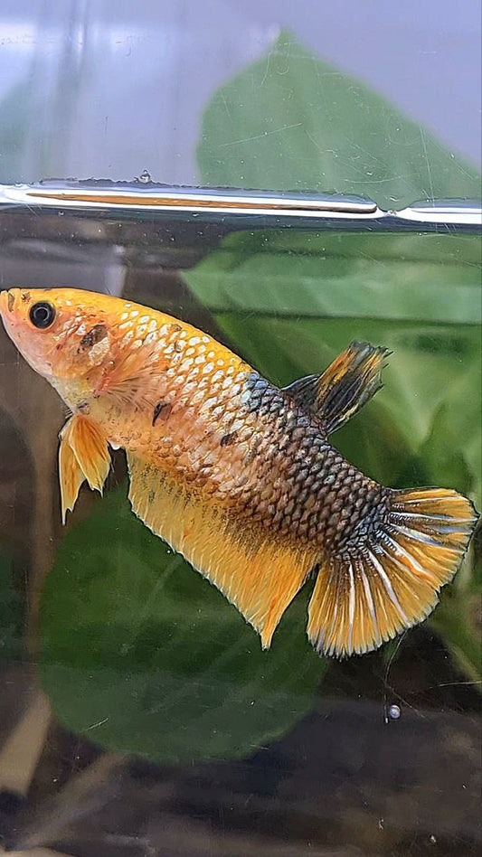 XL FEMALE PLAKAT YELLOW COPPER FANCY BETTA FISH