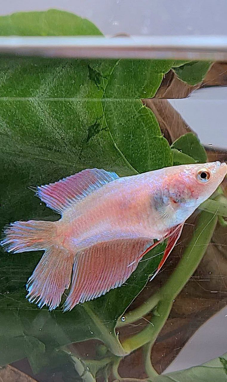FEMALE VEILTAIL DOUBLE TAIL PINK UNICORN BETTA FISH