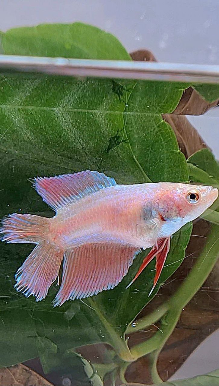 FEMALE VEILTAIL DOUBLE TAIL PINK UNICORN BETTA FISH