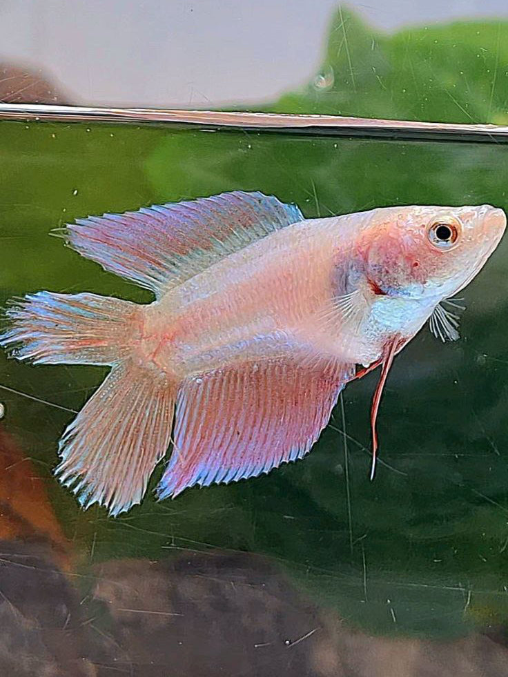 FEMALE VEILTAIL DOUBLE TAIL PINK UNICORN BETTA FISH