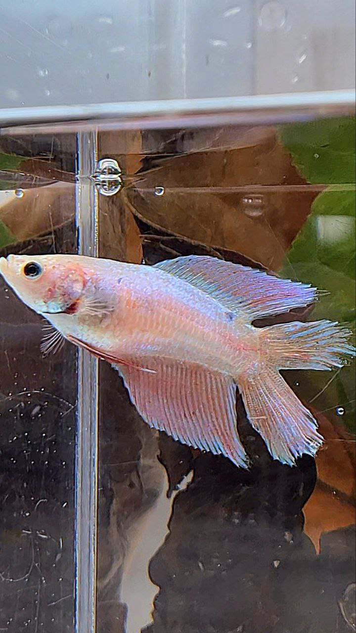 FEMALE VEILTAIL DOUBLE TAIL PINK UNICORN BETTA FISH