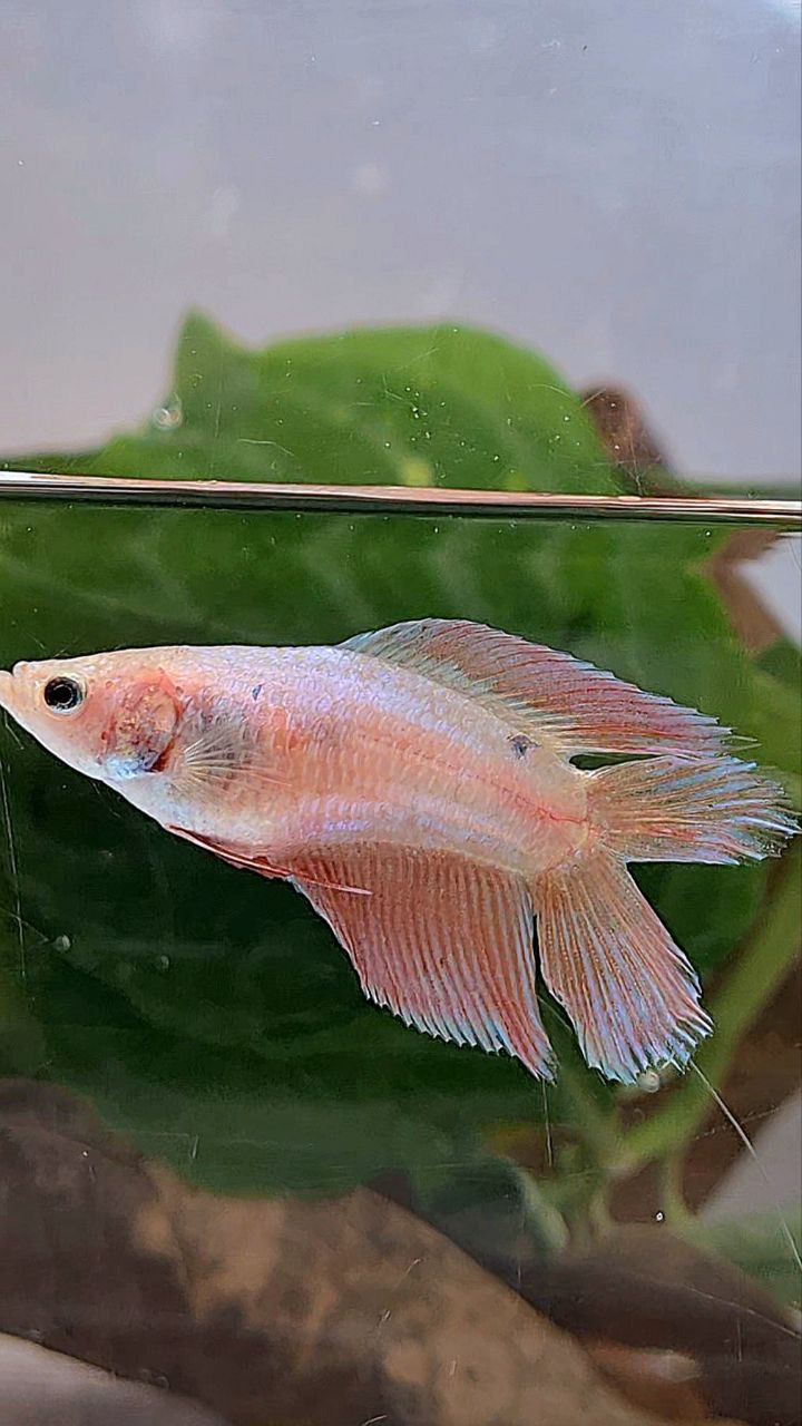 FEMALE VEILTAIL DOUBLE TAIL PINK UNICORN BETTA FISH