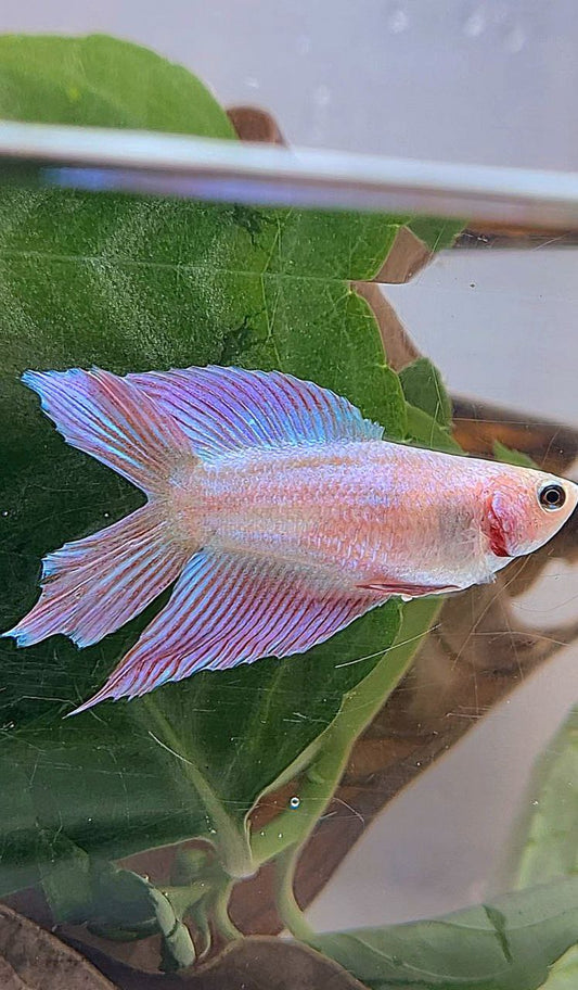 FEMALE VEILTAIL DOUBLE TAIL PINK UNICORN BETTA FISH