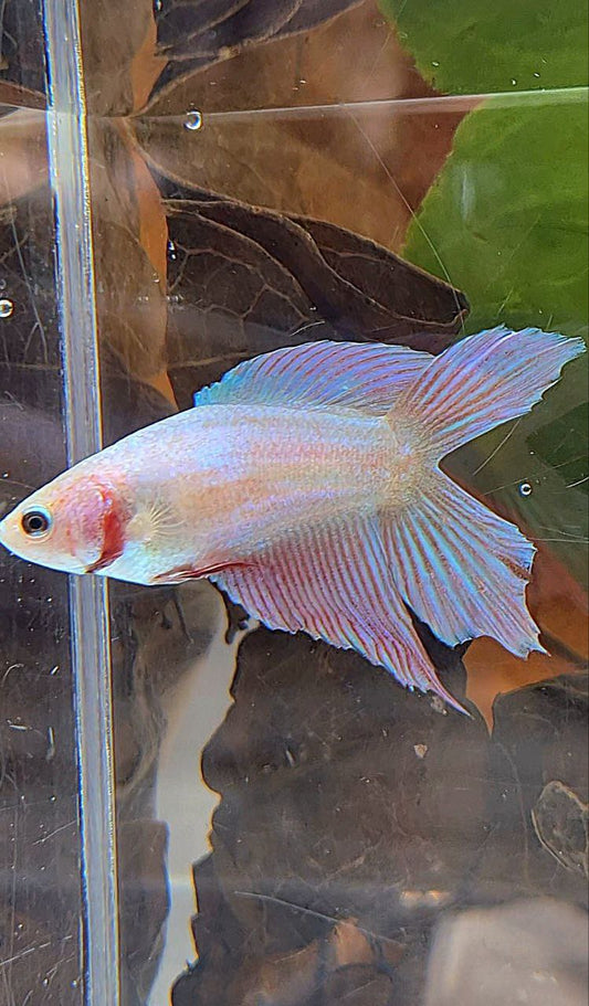 FEMALE VEILTAIL DOUBLE TAIL PINK UNICORN BETTA FISH