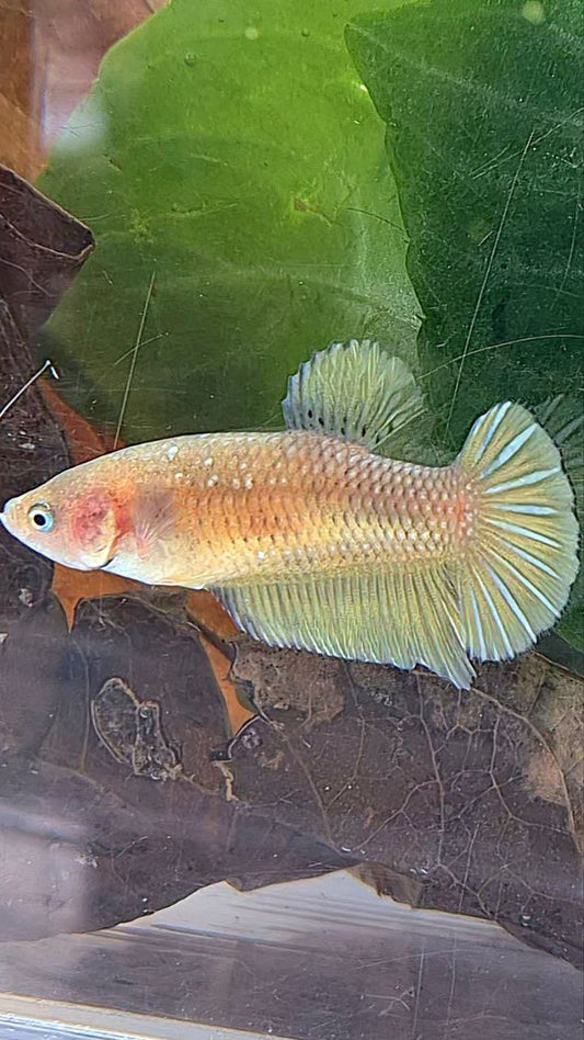 FEMALE PLAKAT YELLOW COPPER FISH