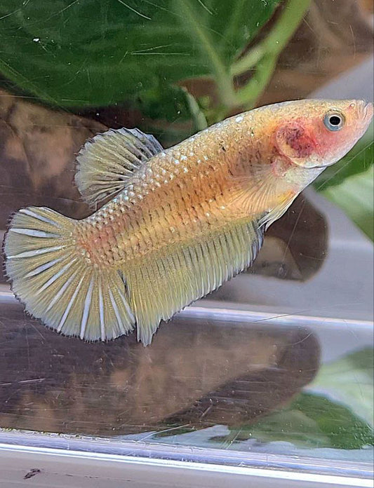 FEMALE PLAKAT YELLOW COPPER FISH