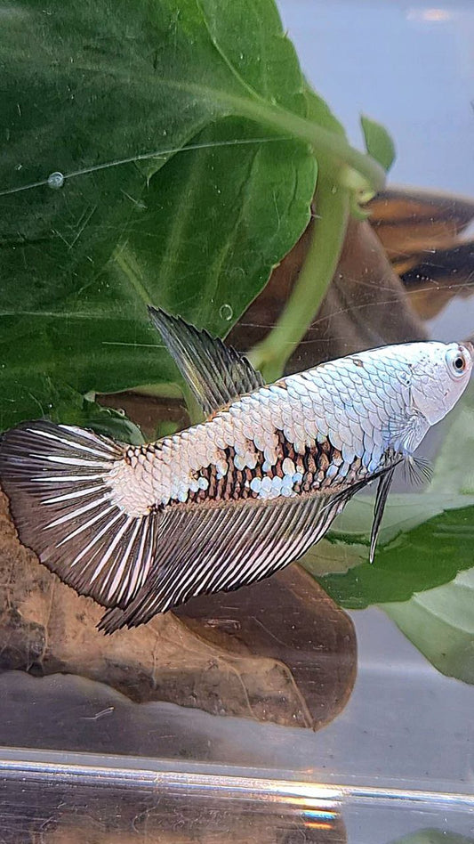 FEMALE HALFMOON BLACK SAMURAI SNOW FISH
