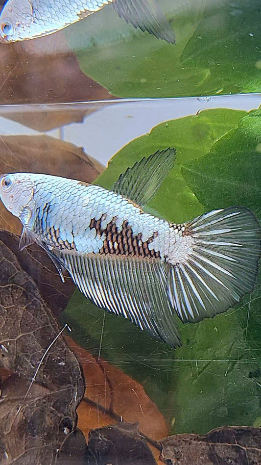 FEMALE HALFMOON BLACK SAMURAI SNOW FISH