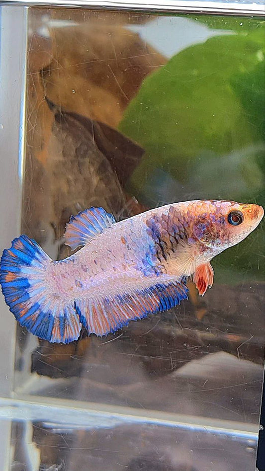 FEMALE PLAKAT PINK FLAMINGGO BLUE MARBLE BETTA FISH