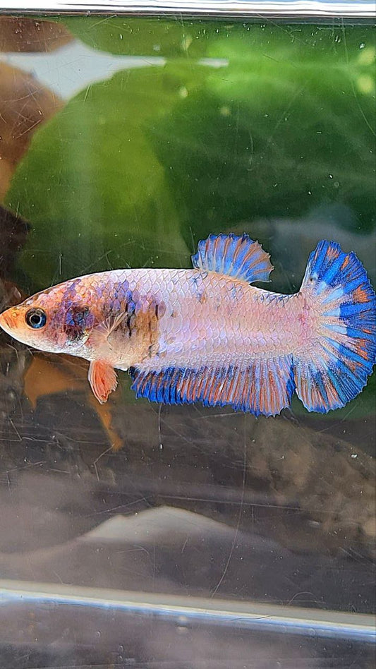 FEMALE PLAKAT PINK FLAMINGGO BLUE MARBLE BETTA FISH