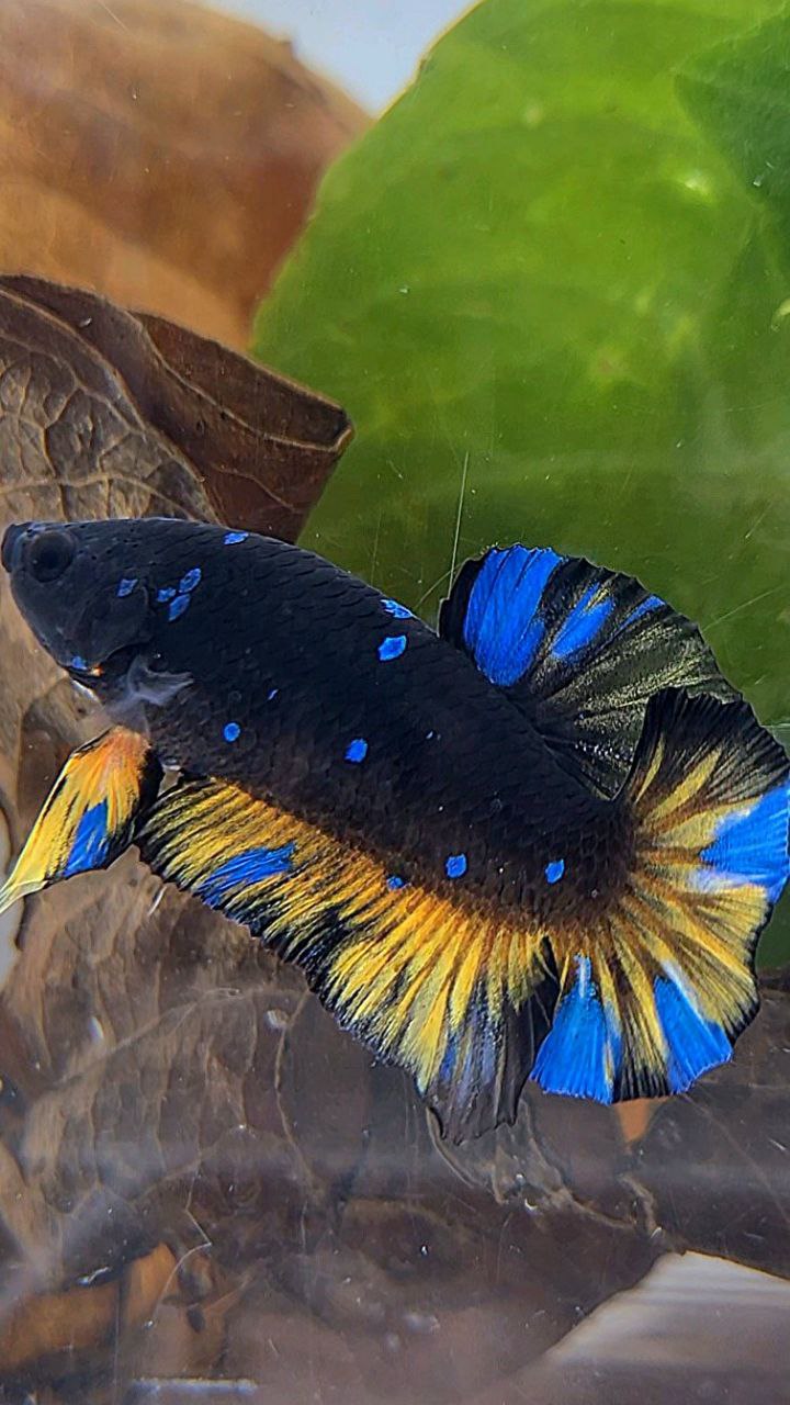 PLAKAT BLACK GALAXY BLUE AVATAR YELLOW THUNDER BETTA FISH