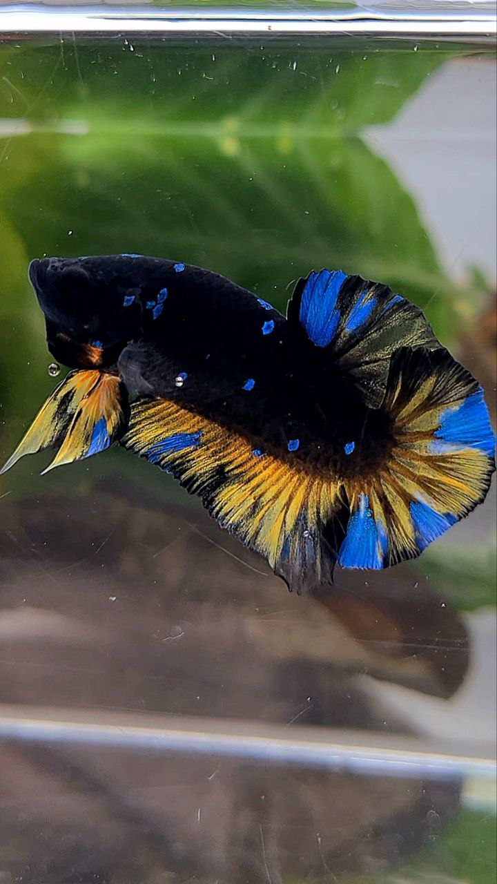 PLAKAT BLACK GALAXY BLUE AVATAR YELLOW THUNDER BETTA FISH