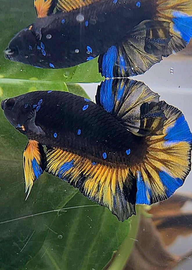 PLAKAT BLACK GALAXY BLUE AVATAR YELLOW THUNDER BETTA FISH