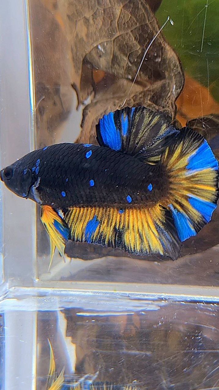PLAKAT BLACK GALAXY BLUE AVATAR YELLOW THUNDER BETTA FISH
