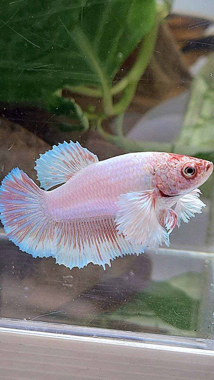 FEMALE HALFMOON DUMBO EAR WHITE LAVENDER BETTA FISH
