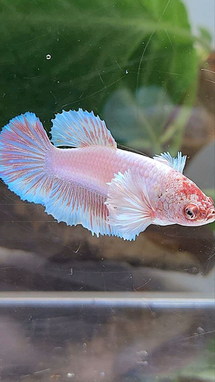 FEMALE HALFMOON DUMBO EAR WHITE LAVENDER BETTA FISH