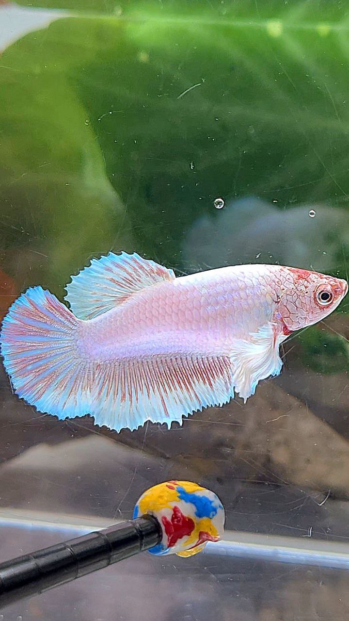 FEMALE HALFMOON DUMBO EAR WHITE LAVENDER BETTA FISH