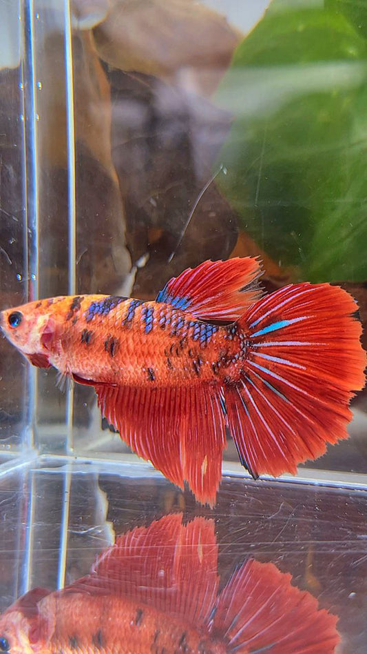 XL FEMALE HALFMOON RED TIGER METTALIC MULTICOLOR BETTA FISH