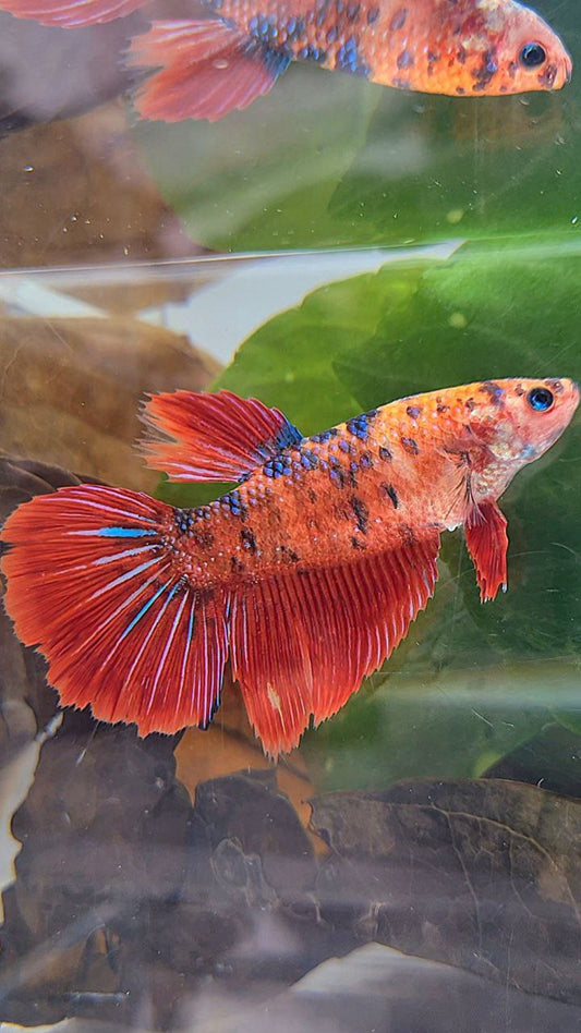 XL FEMALE HALFMOON RED TIGER METTALIC MULTICOLOR BETTA FISH