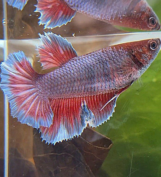 FEMALE HALFMOON PURPLE RED MAGENTA BETTA FISH