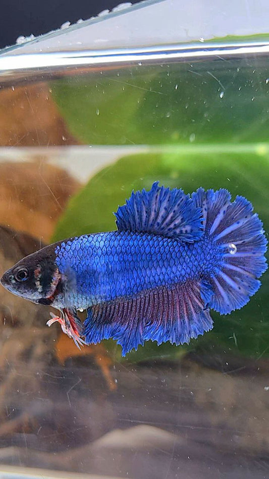 FEMALE KING FEATHER TAIL HALFMOON BLUE BETTA FISH