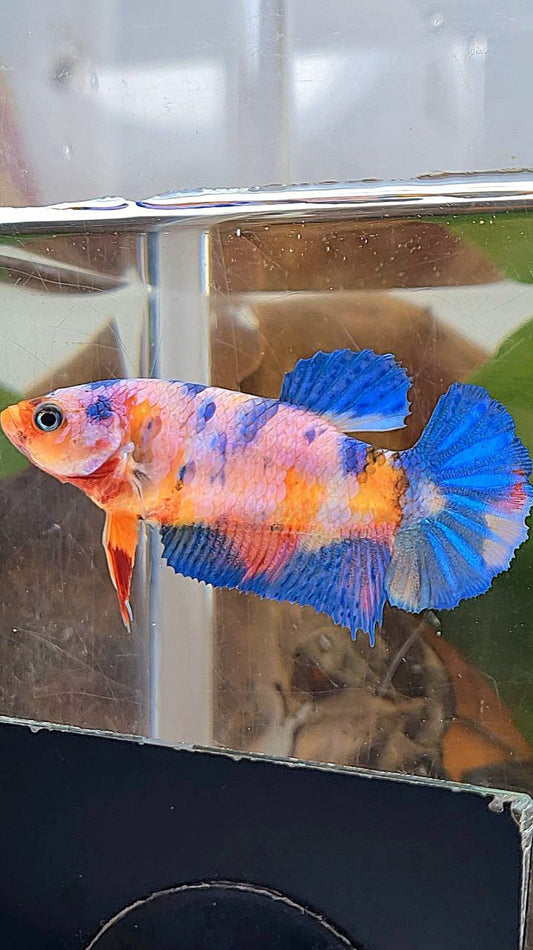 FEMALE PLAKAT ORANGE BASED PINK CANDY MULTICOLOR BETTA FISH