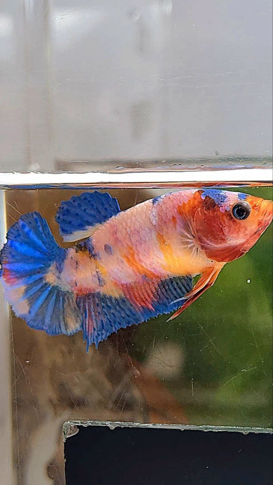 FEMALE PLAKAT ORANGE BASED PINK CANDY MULTICOLOR BETTA FISH