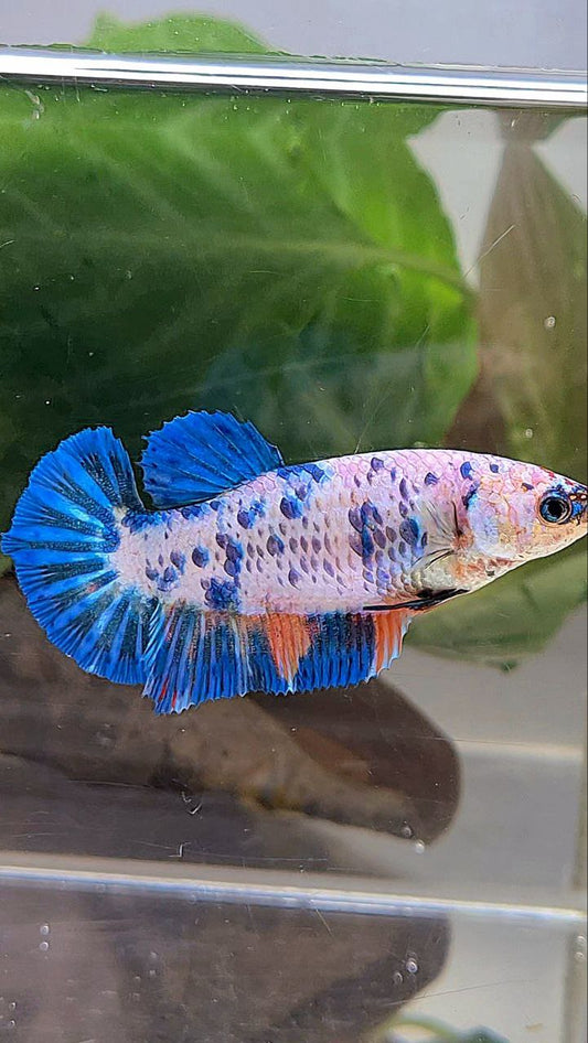 XL FEMALE PLAKAT WHITE FANCY BLUE DOTS MULTICOLOR BETTA FISH