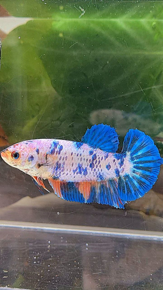 XL FEMALE PLAKAT WHITE FANCY BLUE DOTS MULTICOLOR BETTA FISH
