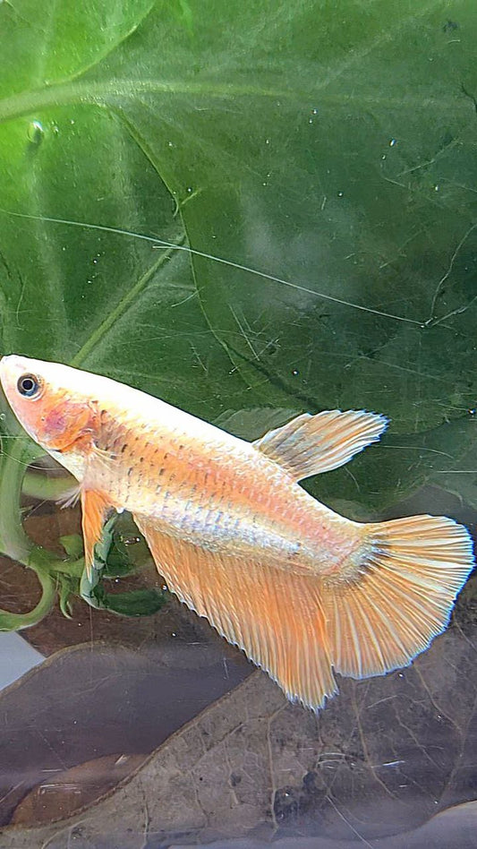 FEMALE HALFMOON GOLD COPPER WASH BETTA FISH