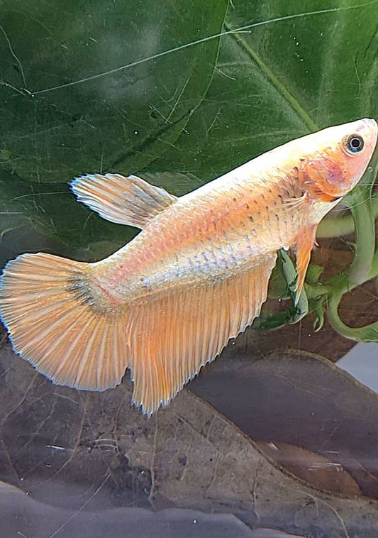 FEMALE HALFMOON GOLD COPPER WASH BETTA FISH