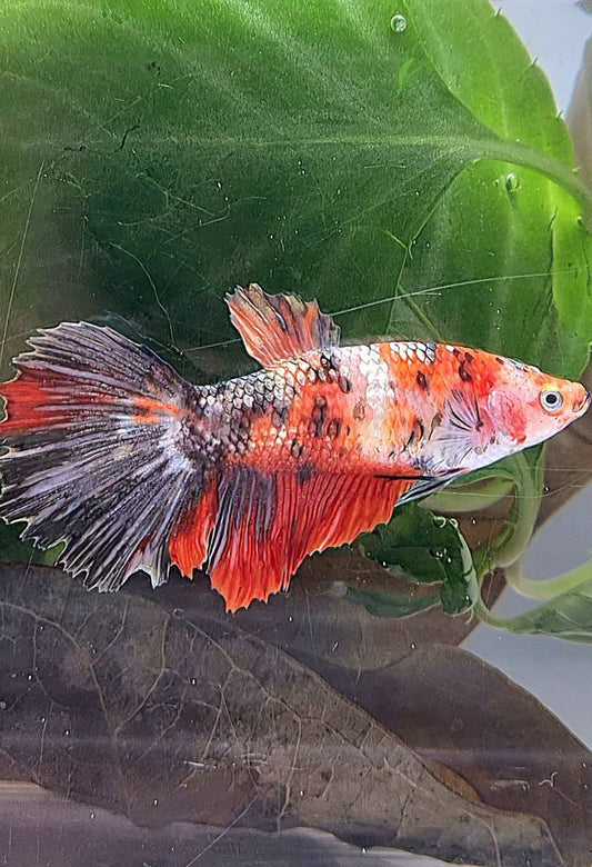 XL FEMALE HALFMOON RED COPPER FANCY MULTICOLOR BETTA FISH