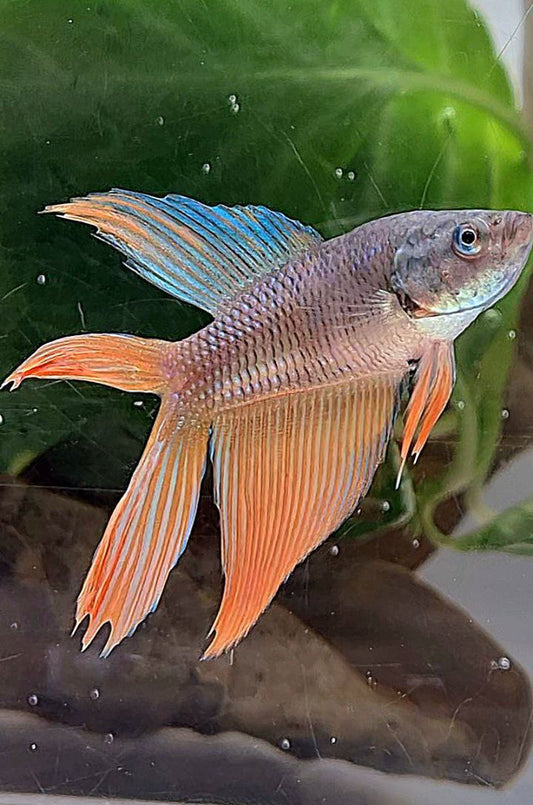 FEMALE VEILTAIL DOUBLE TAIL ORANGE DARK BETTA FISH
