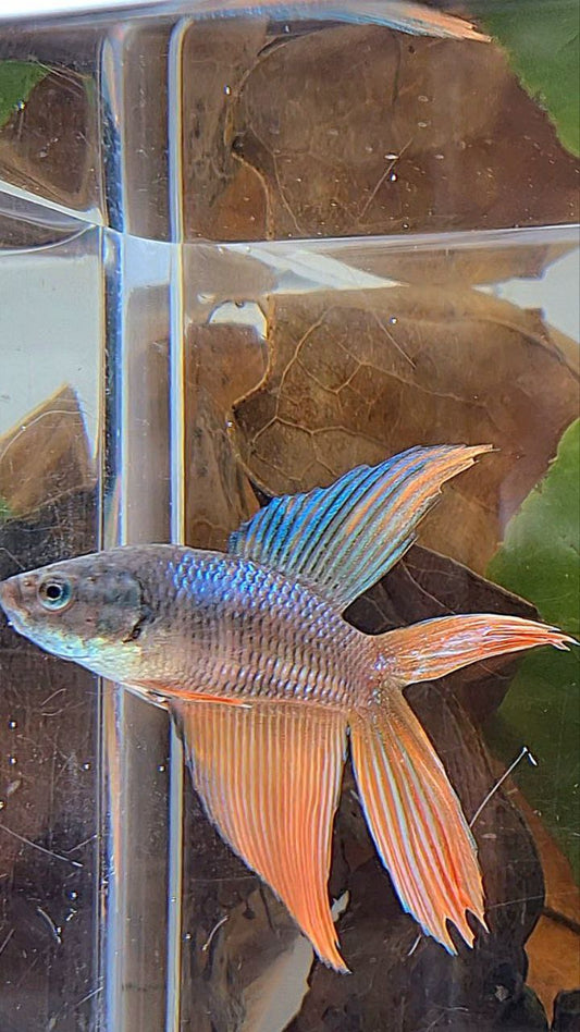 FEMALE VEILTAIL DOUBLE TAIL ORANGE DARK BETTA FISH
