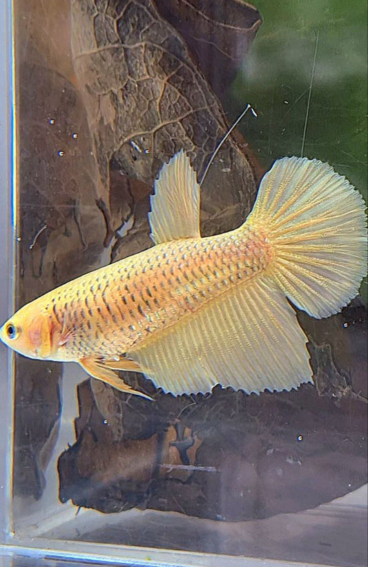 FEMALE HALFMOON SUPER GOLD BETTA FISH
