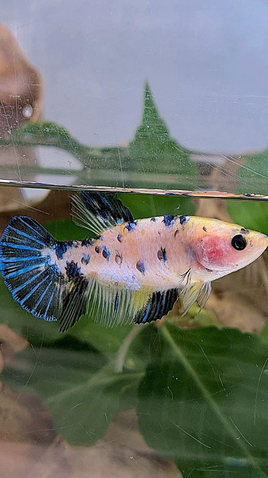FEMALE PLAKAT WHITE YELLOW BLUE DOTS MULTICOLOR BETTA FISH