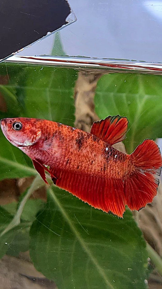 FEMALE PLAKAT RED KOI TIGER MULTICOLOR BETTA FISH
