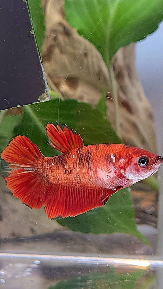 FEMALE PLAKAT RED KOI TIGER MULTICOLOR BETTA FISH