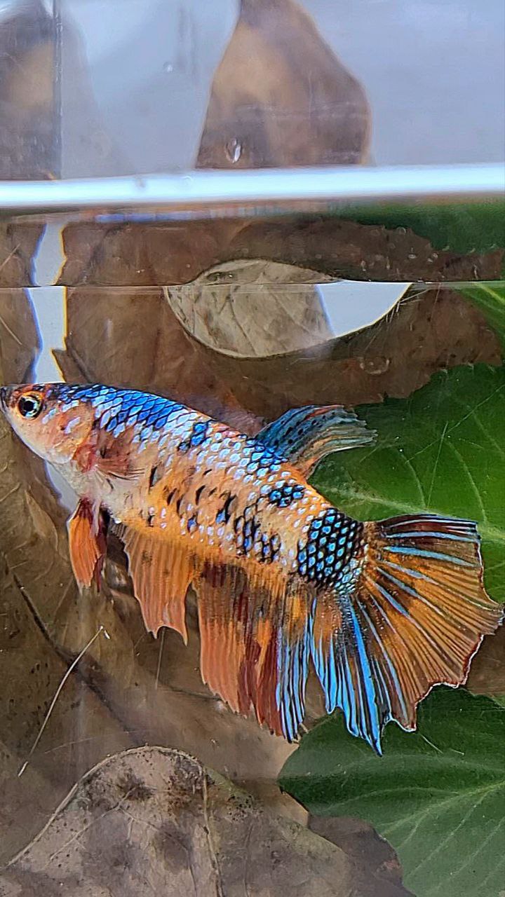 XL FEMALE HALFMOON FANCY MULTICOLOR BETTA FISH minus tail