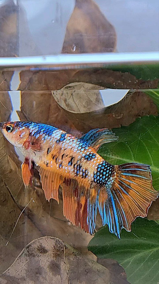 XL FEMALE HALFMOON FANCY MULTICOLOR BETTA FISH minus tail
