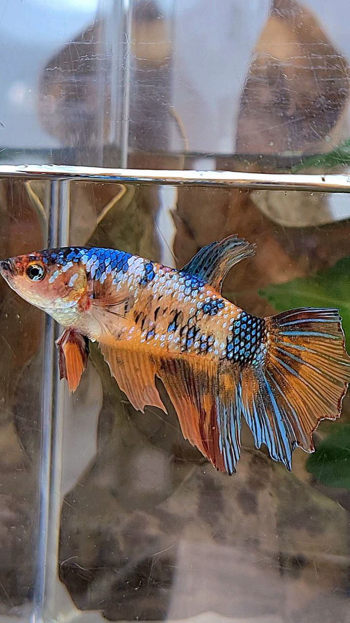 XL FEMALE HALFMOON FANCY MULTICOLOR BETTA FISH minus tail