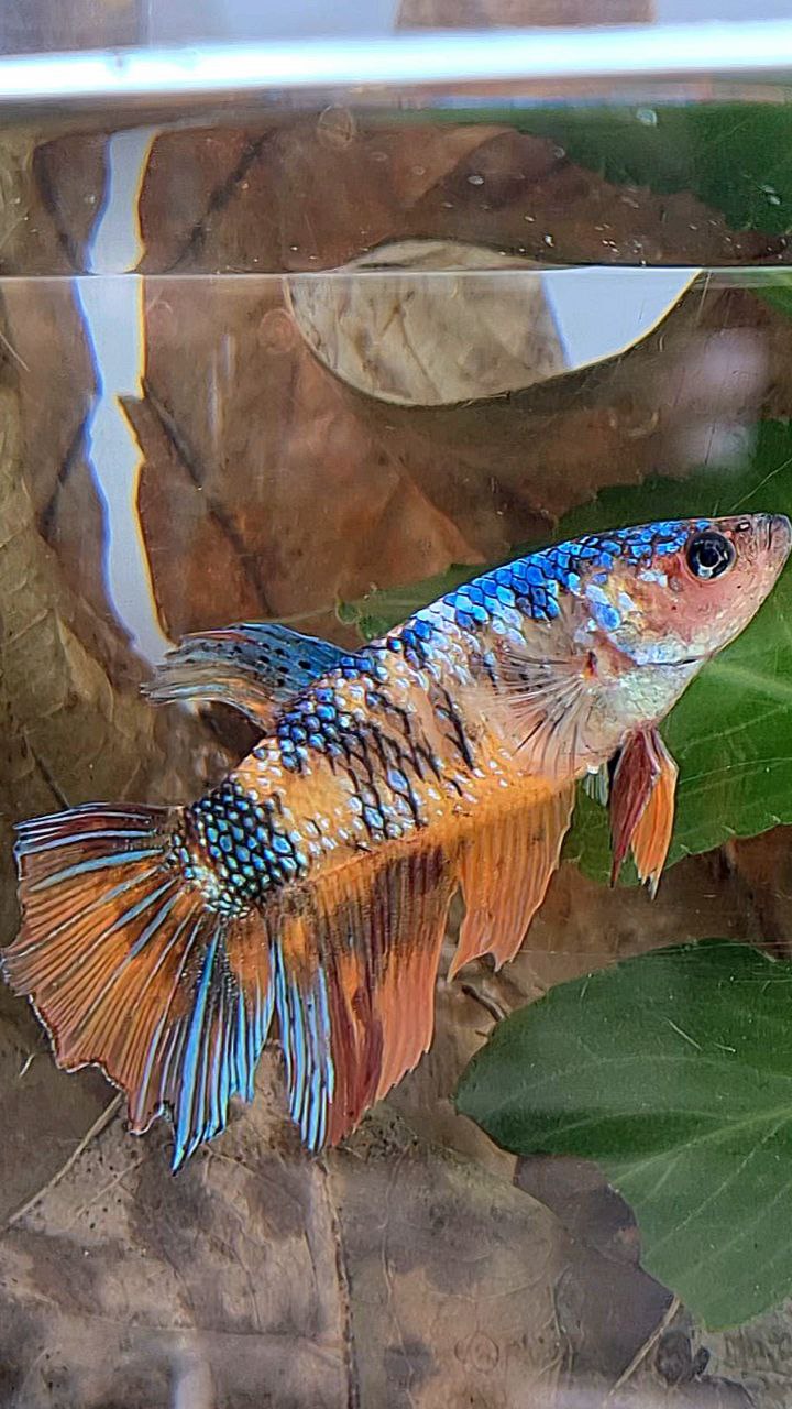 XL FEMALE HALFMOON FANCY MULTICOLOR BETTA FISH minus tail