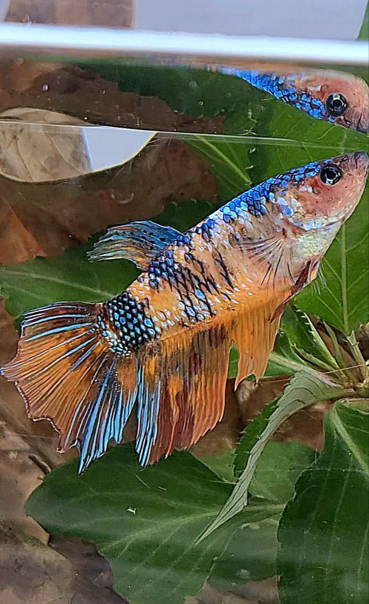 XL FEMALE HALFMOON FANCY MULTICOLOR BETTA FISH minus tail