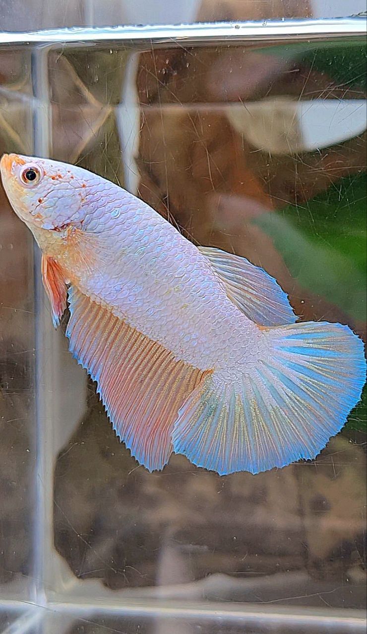 XL FEMALE HALFMOON PINK FLAMINGGO PEACH BETTA FISH
