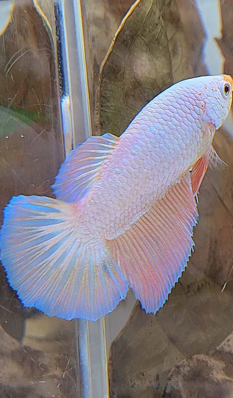 XL FEMALE HALFMOON PINK FLAMINGGO PEACH BETTA FISH