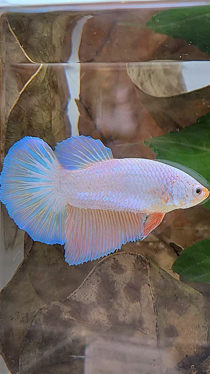 XL FEMALE HALFMOON PINK FLAMINGGO PEACH BETTA FISH